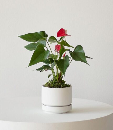 Anthurium – King of hearts